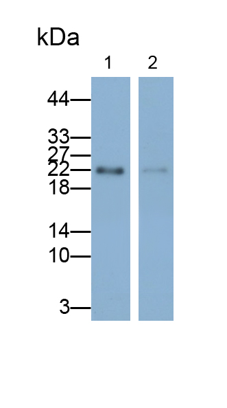 Polyclonal Antibody to Target Of The Antiproliferative Antibody 1 (TAPA1)