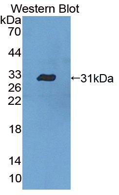 Polyclonal Antibody to Caspase 10 (CASP10)
