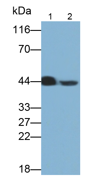 PAB180Mu01.jpg
