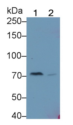 Polyclonal Antibody to Complement C4-B (C4B)