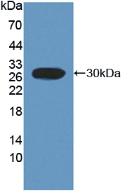 Polyclonal Antibody to Fc Fragment Of IgA Receptor (FcaR)