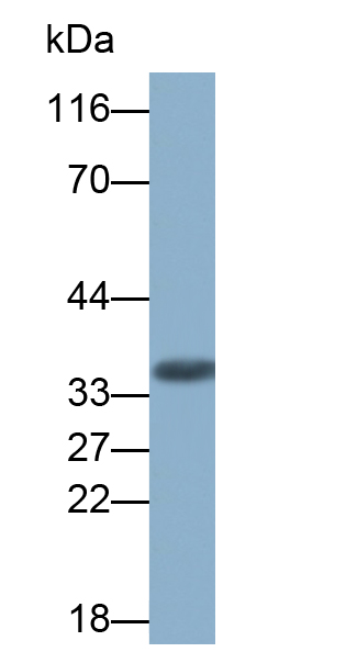 Polyclonal Antibody to Connexin 37 (CX37)
