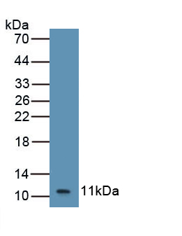 Polyclonal Antibody to Growth Regulated Oncogene Beta (GROb)