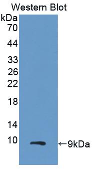 Polyclonal Antibody to Growth Regulated Oncogene Beta (GROb)