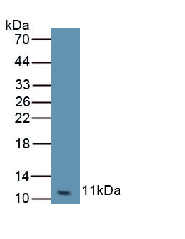 Polyclonal Antibody to Growth Regulated Oncogene Gamma (GROg)
