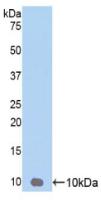 Polyclonal Antibody to Growth Regulated Oncogene Gamma (GROg)