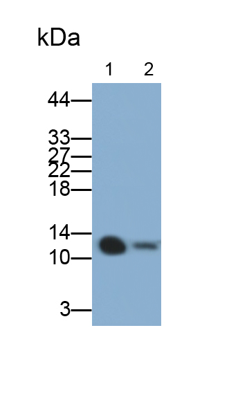 Polyclonal Antibody to Serum Amyloid A2 (SAA2)