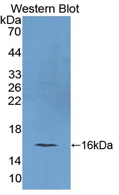 Polyclonal Antibody to Regenerating Islet Derived Protein 4 (REG4)
