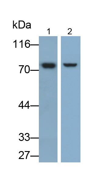 Polyclonal Antibody to Neuregulin 1 (NRG1)
