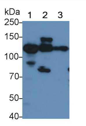 Polyclonal Antibody to Angiotensin I Converting Enzyme 2 (ACE2)