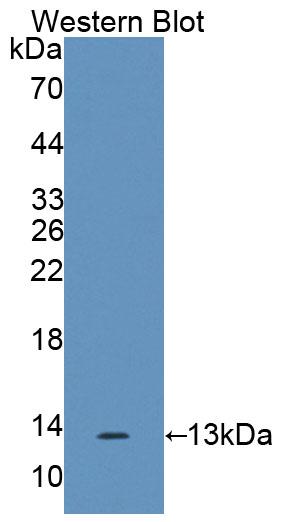 Polyclonal Antibody to Interleukin 17F (IL17F)