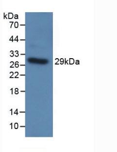 Polyclonal Antibody to Toll Like Receptor 5 (TLR5)