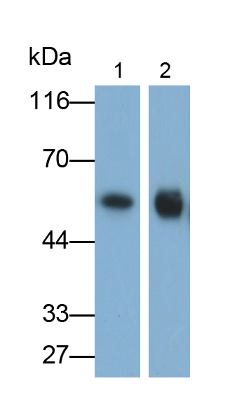 Polyclonal Antibody to 17-Alpha-Hydroxylase (S17aH)