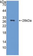 Polyclonal Antibody to Nucleolin (NCL)