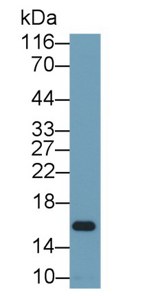 Polyclonal Antibody to Allograft Inflammatory Factor 1 (AIF1)