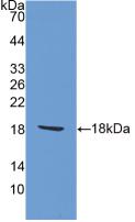 Polyclonal Antibody to Ionized Calcium-binding Adapter Molecule 1 (IBA1)