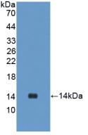 Polyclonal Antibody to Urocortin 2 (UCN2)