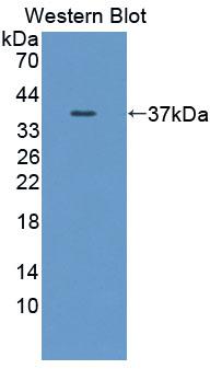 Polyclonal Antibody to Calpain 9 (CAPN9)