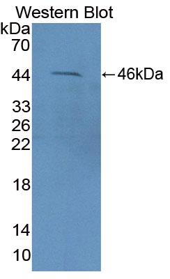 Polyclonal Antibody to Fasciculation And Elongation Protein Zeta 2 (FEz2)