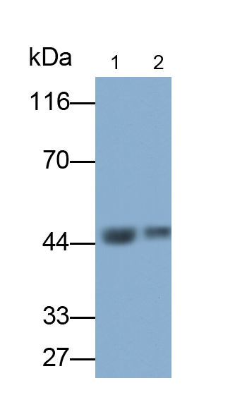 Polyclonal Antibody to Interleukin 1 Receptor Accessory Protein (IL1RAP)