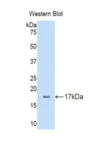 Polyclonal Antibody to Delta Like Protein 4 (dLL4)