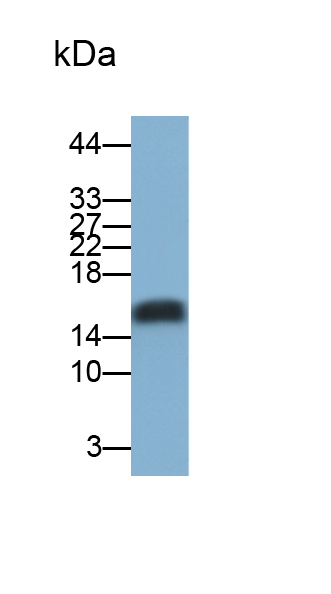 Polyclonal Antibody to Regenerating Islet Derived Protein 3 Beta (REG3b)