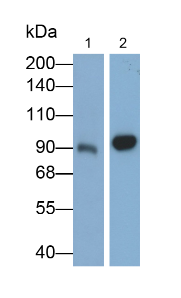 Polyclonal Antibody to Complement Component 4d (C4d)