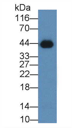 Recombinant Antibody to T-Cell Surface Glycoprotein CD3 Epsilon (CD3e)
