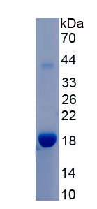 Recombinant Angiogenin (ANG)