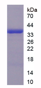 Recombinant Neutrophil Activating Protein 3 (NAP3)