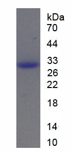 Recombinant Caspase 11 (CASP11)