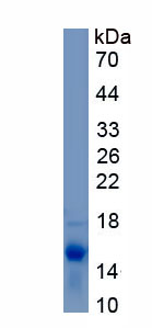 Recombinant Transforming Growth Factor Beta 1 (TGFb1)