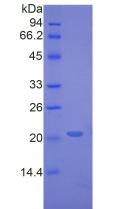 Recombinant Tumor Necrosis Factor Alpha (TNFa)