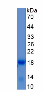 Recombinant Vascular Endothelial Growth Factor A (VEGFA)