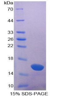 Recombinant Galectin 1 (GAL1)