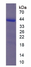 Recombinant Inhibin A (INHA)