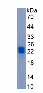 Recombinant Bone Morphogenetic Protein 1 (BMP1)