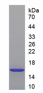 Recombinant Renin (REN)
