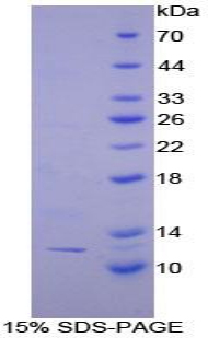 Recombinant Peptide Yy Pyy Rpb067mu01 Mus Musculus Mouse Cloud Clone Corp Ccc