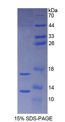 Recombinant Synuclein Alpha (SNCa)