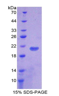 Recombinant Toll Like Receptor 7 (TLR7)
