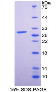 Recombinant Toll Like Receptor 10 (TLR10)