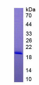 Recombinant Growth Differentiation Factor 15 (GDF15)