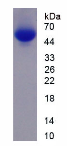 Recombinant Cholinergic Receptor, Nicotinic, Alpha 7 (CHRNa7)