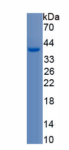 Recombinant Purine Rich Element Binding Protein A (PURA)