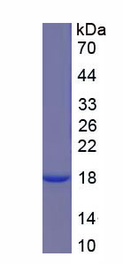 Recombinant Keratin 6A (KRT6A)