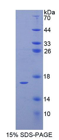 Recombinant Elongin B (ELOB)