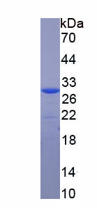 Recombinant FK506 Binding Protein 3 (FKBP3)