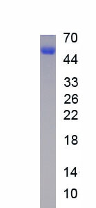 Recombinant Nephronectin Npnt Rph522hu02 Homo Sapiens Human Cloud Clone Corp Ccc