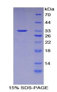Recombinant CASP8 And FADD Like Apoptosis Regulator (CFLAR)